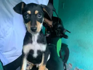 Cachorro raça SRD-ViraLata idade 2 a 6 meses nome Billy e paçoca 