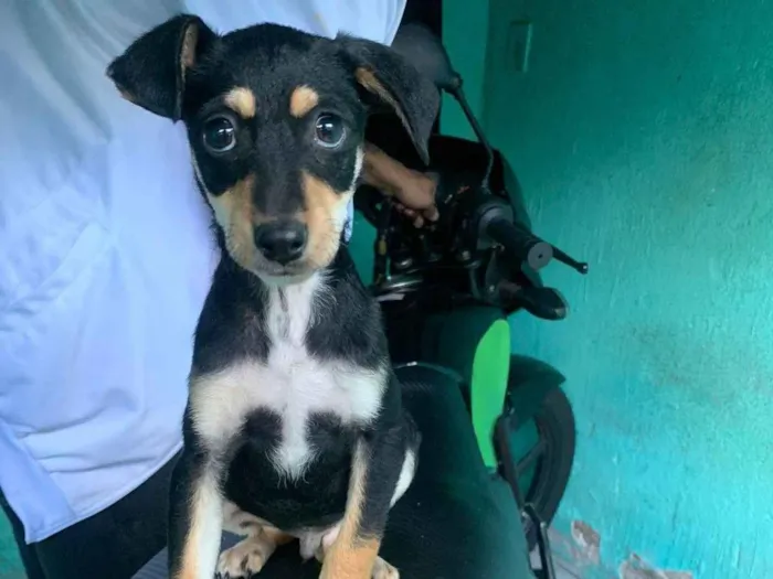 Cachorro ra a SRD-ViraLata idade 2 a 6 meses nome Billy e paçoca 