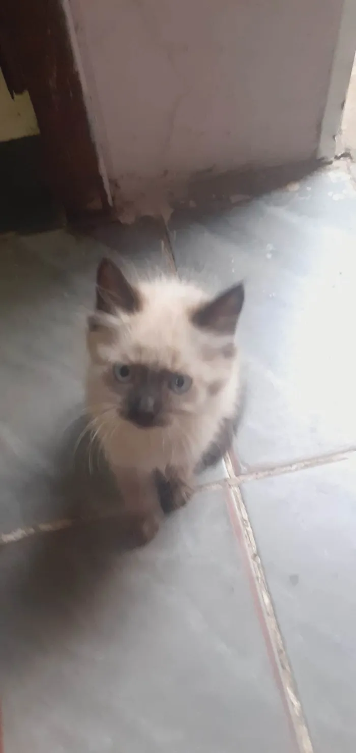 Gato ra a SRD-ViraLata idade 2 a 6 meses nome Pitucho