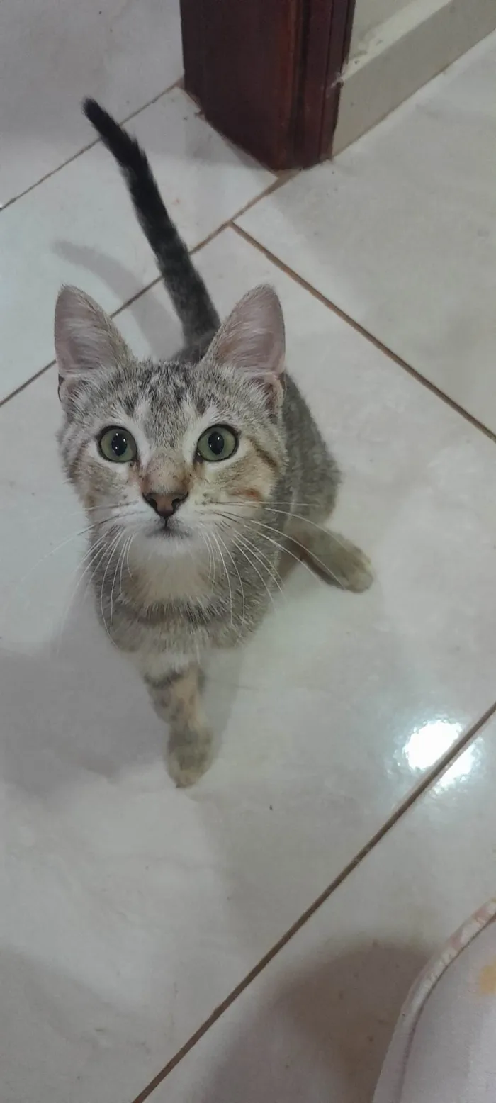 Gato ra a SRD-ViraLata idade 2 a 6 meses nome Cinzinha