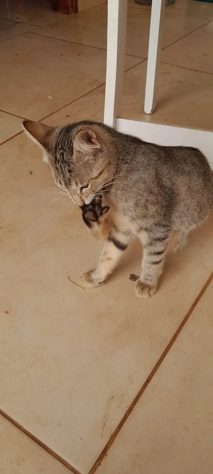 Gato ra a SRD-ViraLata idade 2 a 6 meses nome Cinzinha