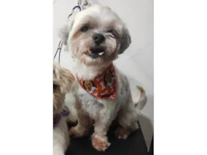 Cachorro raça Shitzu idade 6 ou mais anos nome Pimpão