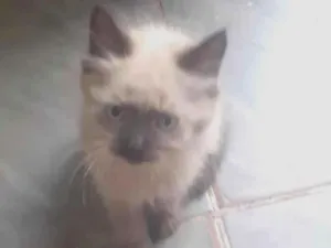 Gato raça SRD-ViraLata idade 2 a 6 meses nome Pitucho