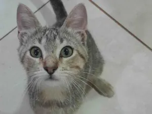 Gato raça SRD-ViraLata idade 2 a 6 meses nome Cinzinha