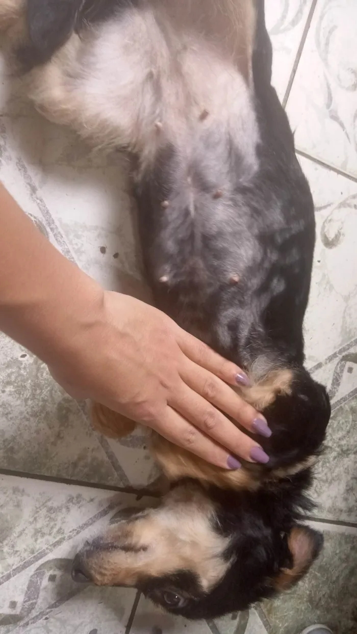 Cachorro ra a SRD-ViraLata idade 1 ano nome Daniela 