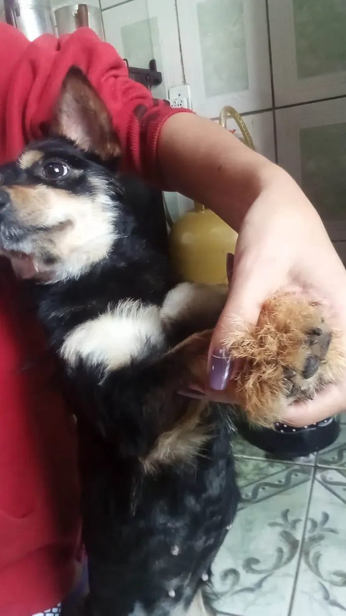 Cachorro ra a SRD-ViraLata idade 1 ano nome Daniela 