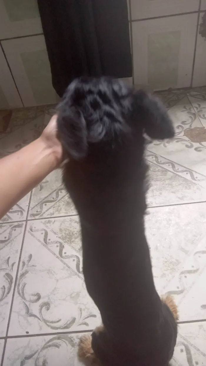 Cachorro ra a SRD-ViraLata idade 1 ano nome Daniela 