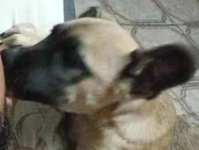 Cachorro raça SRD-ViraLata idade 2 a 6 meses nome Bily