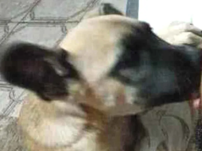 Cachorro ra a SRD-ViraLata idade 2 a 6 meses nome Bily