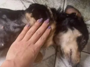 Cachorro raça SRD-ViraLata idade 1 ano nome Daniela 