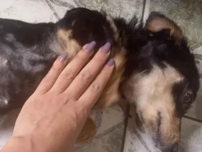 Cachorro raça SRD-ViraLata idade 1 ano nome Daniela 