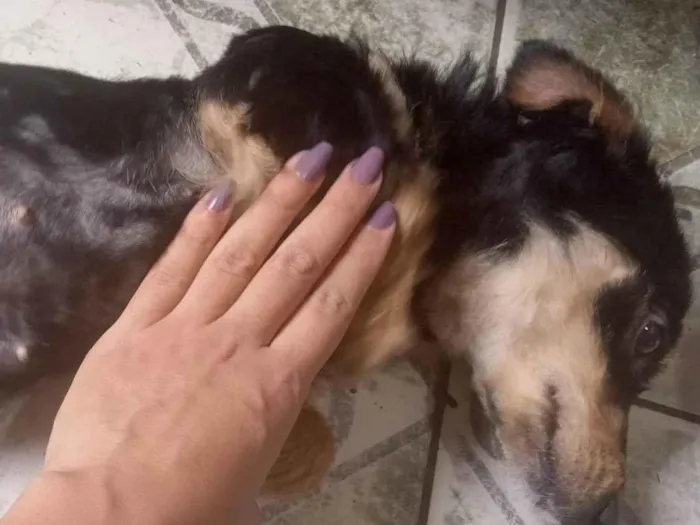 Cachorro ra a SRD-ViraLata idade 1 ano nome Daniela 