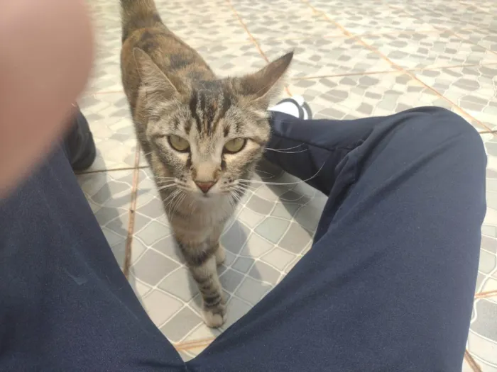 Gato ra a SRD-ViraLata idade 2 anos nome Filó 