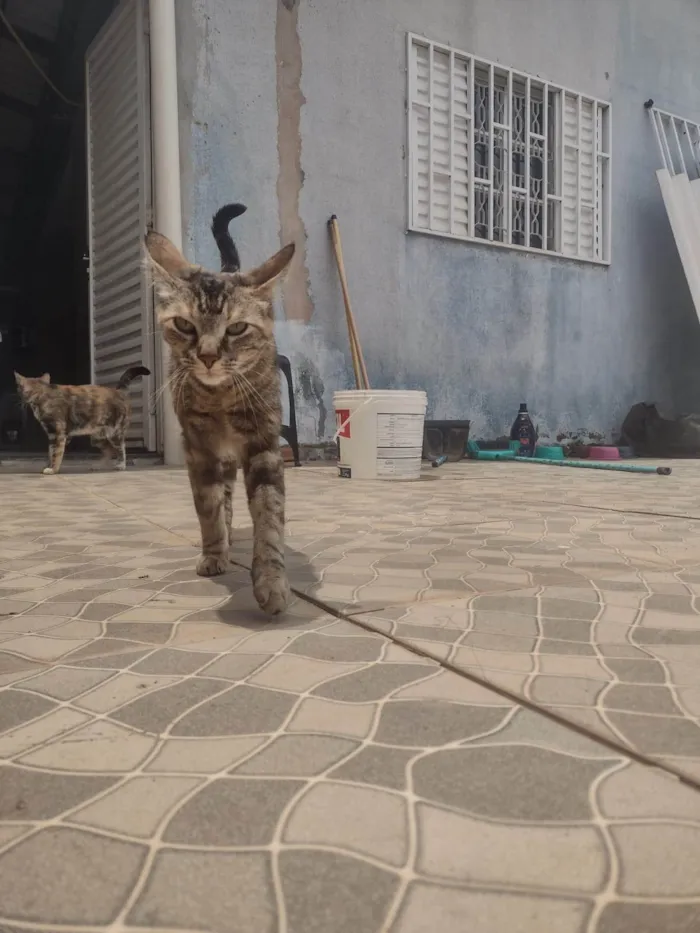 Gato ra a SRD-ViraLata idade 2 anos nome Pérola 