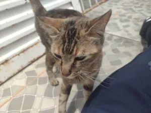 Gato raça SRD-ViraLata idade 2 anos nome Pérola 