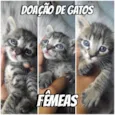 Doação de gatos