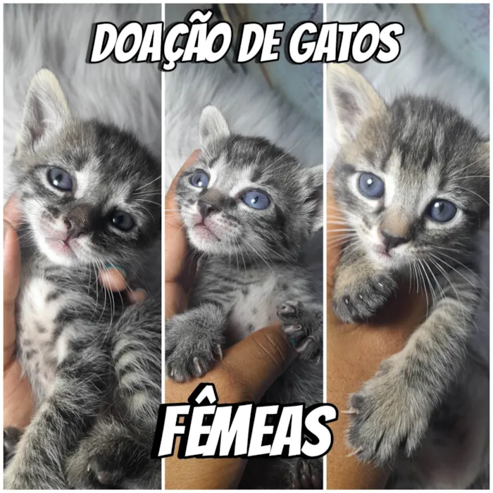 Gato ra a SRD-ViraLata idade Abaixo de 2 meses nome Doação de gatos