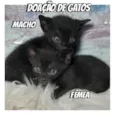 Doação de gatos