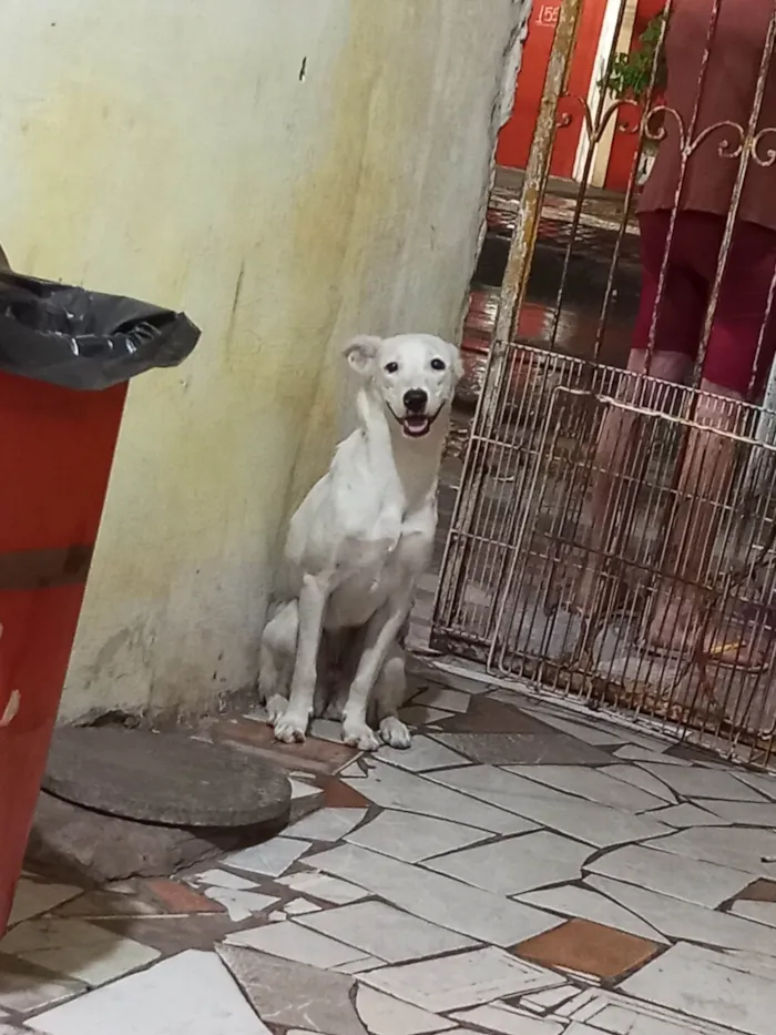 Cachorro ra a SRD-ViraLata idade 7 a 11 meses nome Duquesa 