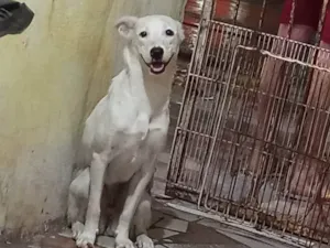 Cachorro raça SRD-ViraLata idade 7 a 11 meses nome Duquesa 