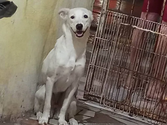 Cachorro ra a SRD-ViraLata idade 7 a 11 meses nome Duquesa 