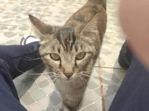 Gato raça SRD-ViraLata idade 2 anos nome Filó 