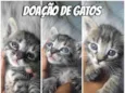 Doação de gatos