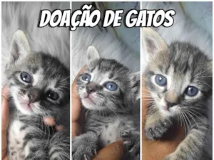 Gato raça SRD-ViraLata idade Abaixo de 2 meses nome Doação de gatos