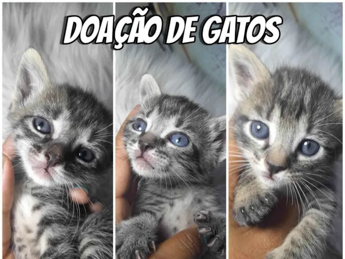 Gato ra a SRD-ViraLata idade Abaixo de 2 meses nome Doação de gatos