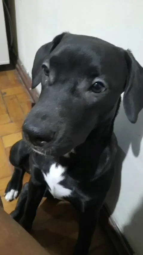 Cachorro ra a SRD-ViraLata idade 7 a 11 meses nome Pandora