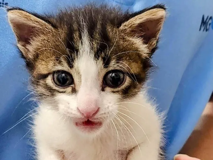 Gato ra a SRD-ViraLata idade Abaixo de 2 meses nome Rafael 