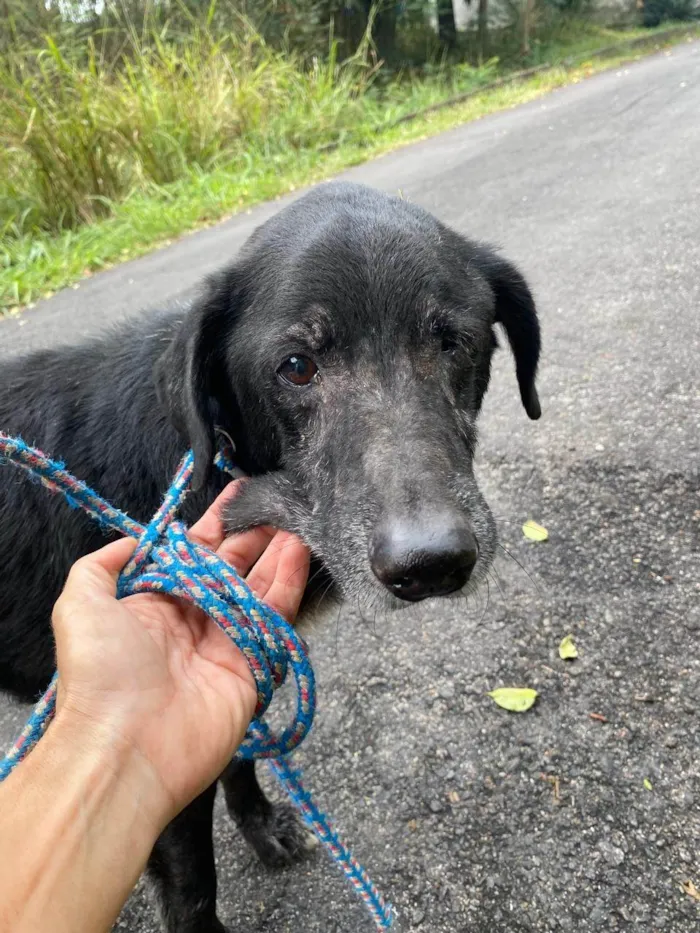 Cachorro ra a SRD-ViraLata idade 6 ou mais anos nome Celso 