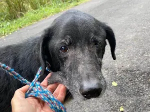 Cachorro raça SRD-ViraLata idade 6 ou mais anos nome Celso 