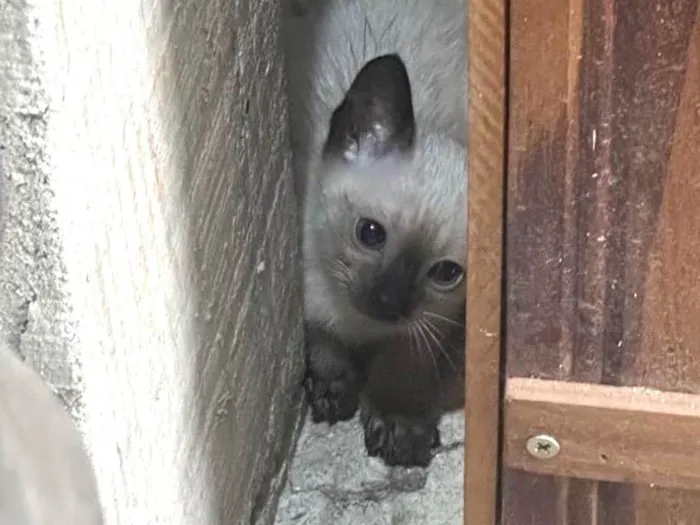 Gato ra a SRD-ViraLata idade Abaixo de 2 meses nome Gatinho