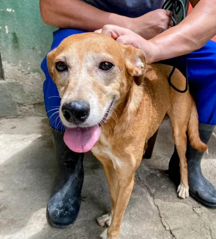 Cachorro ra a SRD-ViraLata idade 3 anos nome Tibério 