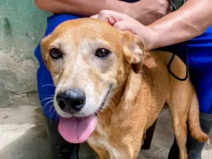 Cachorro raça SRD-ViraLata idade 3 anos nome Tibério 