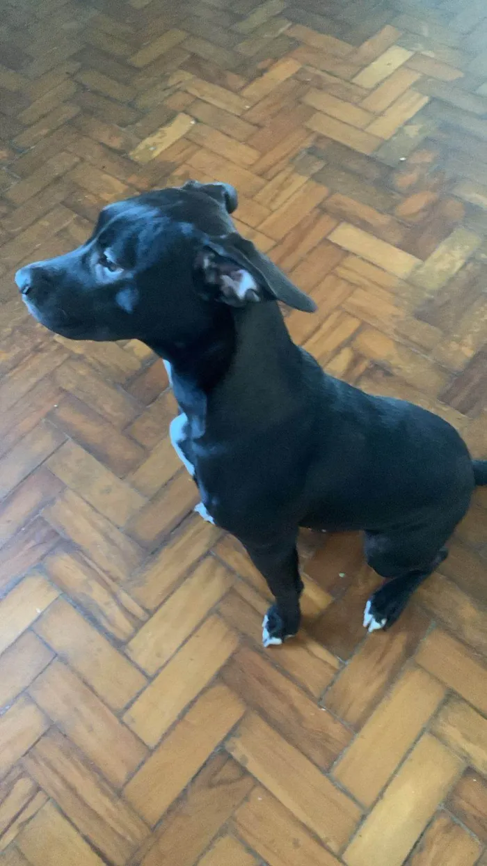 Cachorro ra a SRD-ViraLata idade 7 a 11 meses nome Pandora