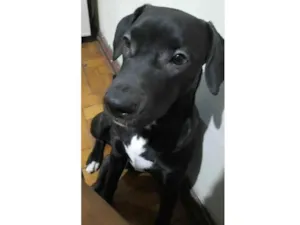 Cachorro raça SRD-ViraLata idade 7 a 11 meses nome Pandora