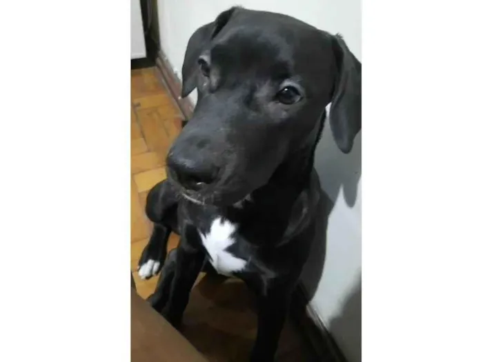 Cachorro ra a SRD-ViraLata idade 7 a 11 meses nome Pandora