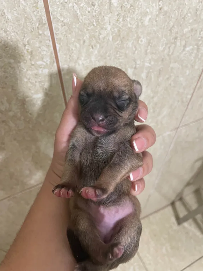 Cachorro ra a SRD-ViraLata idade Abaixo de 2 meses nome Bunu