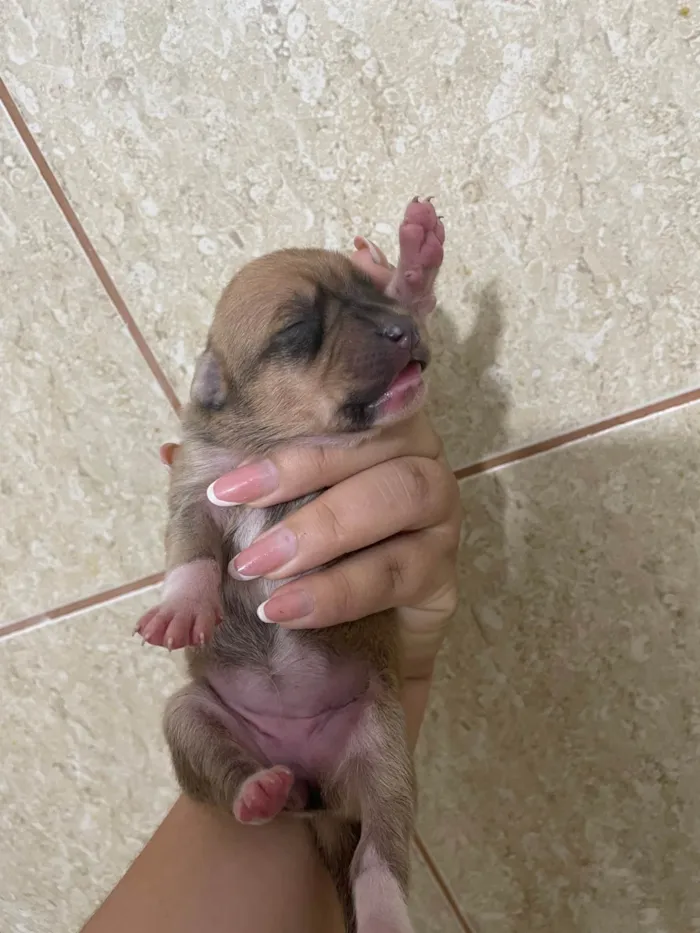 Cachorro ra a SRD-ViraLata idade Abaixo de 2 meses nome Bunu