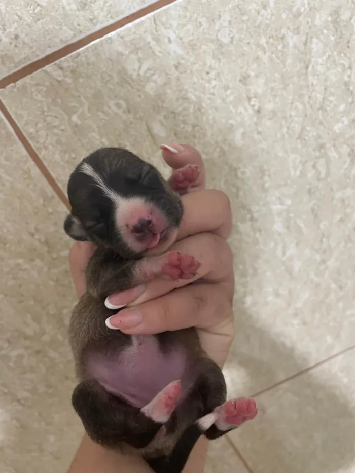 Cachorro ra a SRD-ViraLata idade Abaixo de 2 meses nome Bunu