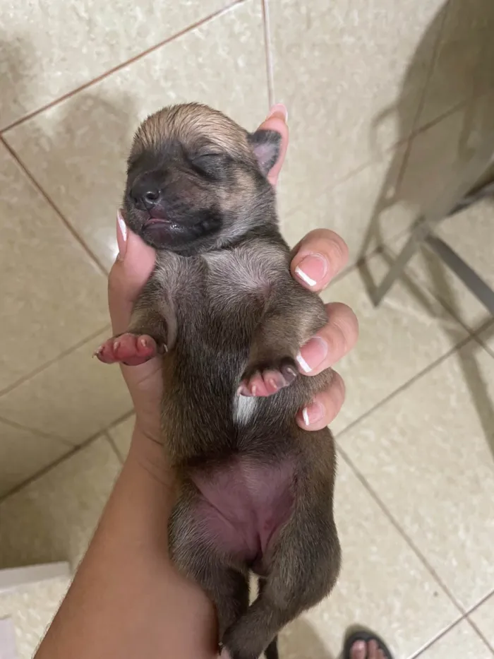 Cachorro ra a SRD-ViraLata idade Abaixo de 2 meses nome Bunu