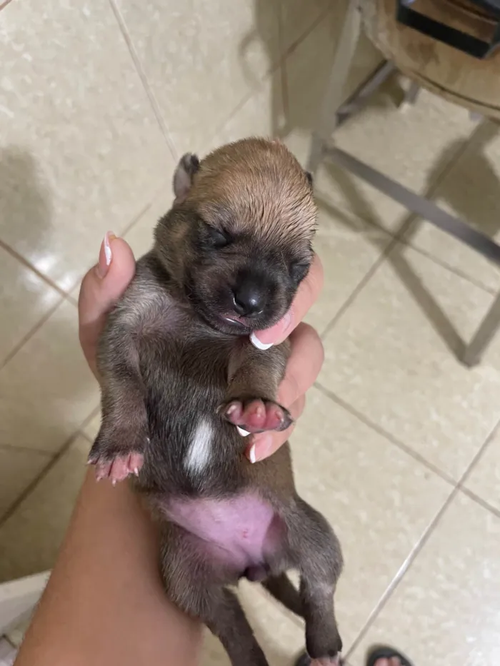 Cachorro ra a SRD-ViraLata idade Abaixo de 2 meses nome Bunu