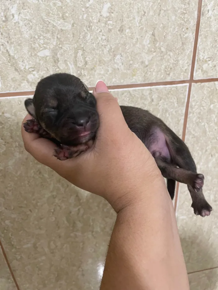 Cachorro ra a SRD-ViraLata idade Abaixo de 2 meses nome Bunu