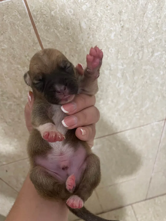 Cachorro ra a SRD-ViraLata idade Abaixo de 2 meses nome Bunu