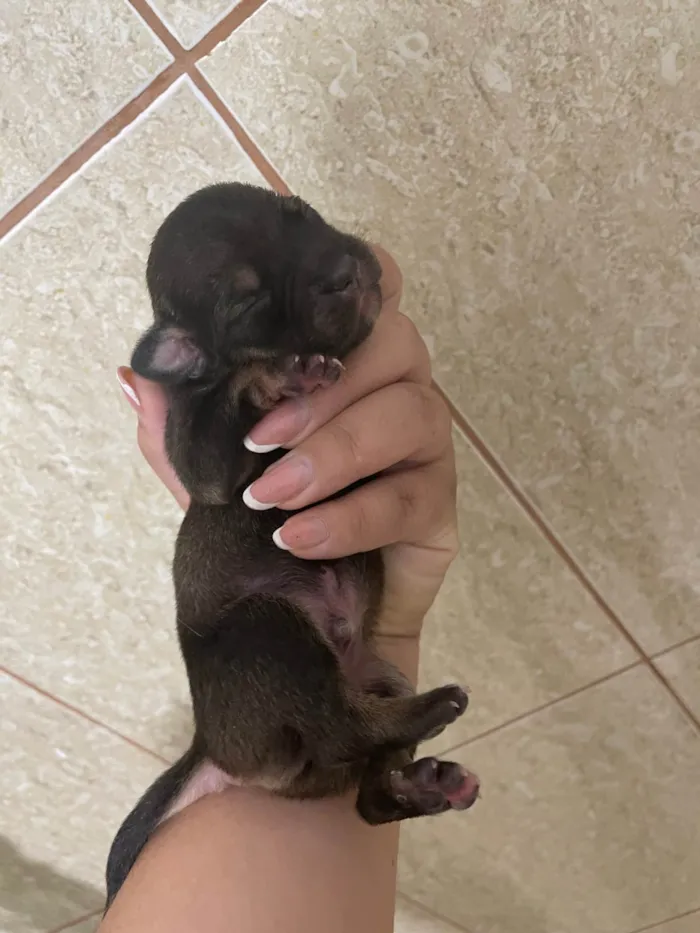 Cachorro ra a SRD-ViraLata idade Abaixo de 2 meses nome Bunu