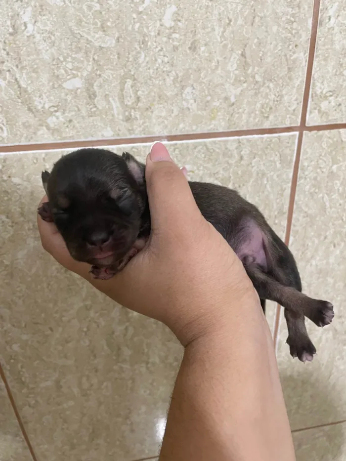 Cachorro ra a SRD-ViraLata idade Abaixo de 2 meses nome Bunu