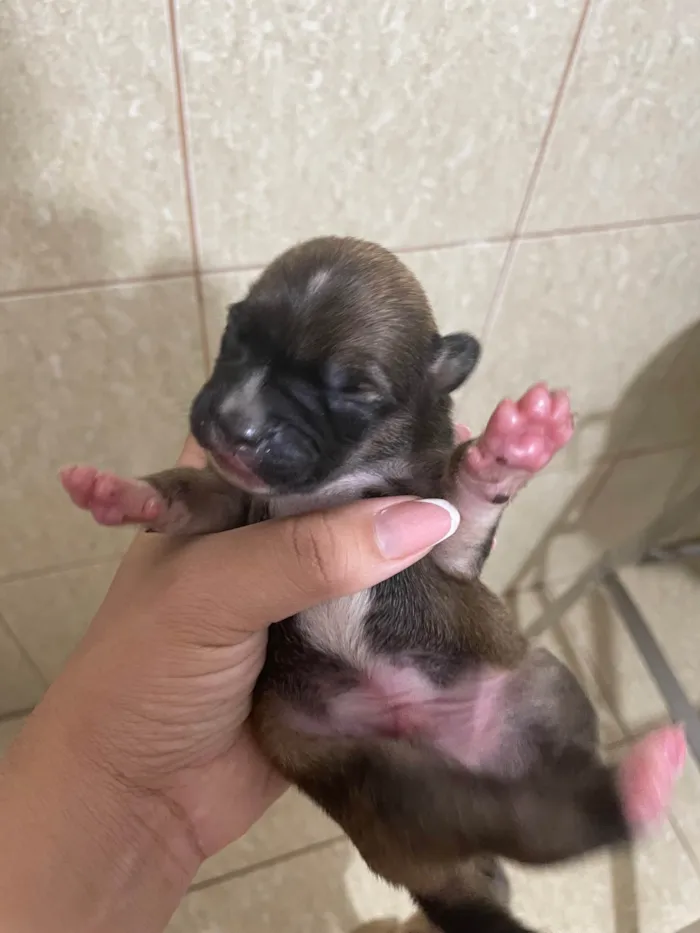 Cachorro ra a SRD-ViraLata idade Abaixo de 2 meses nome Bunu