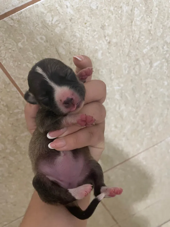 Cachorro ra a SRD-ViraLata idade Abaixo de 2 meses nome Bunu